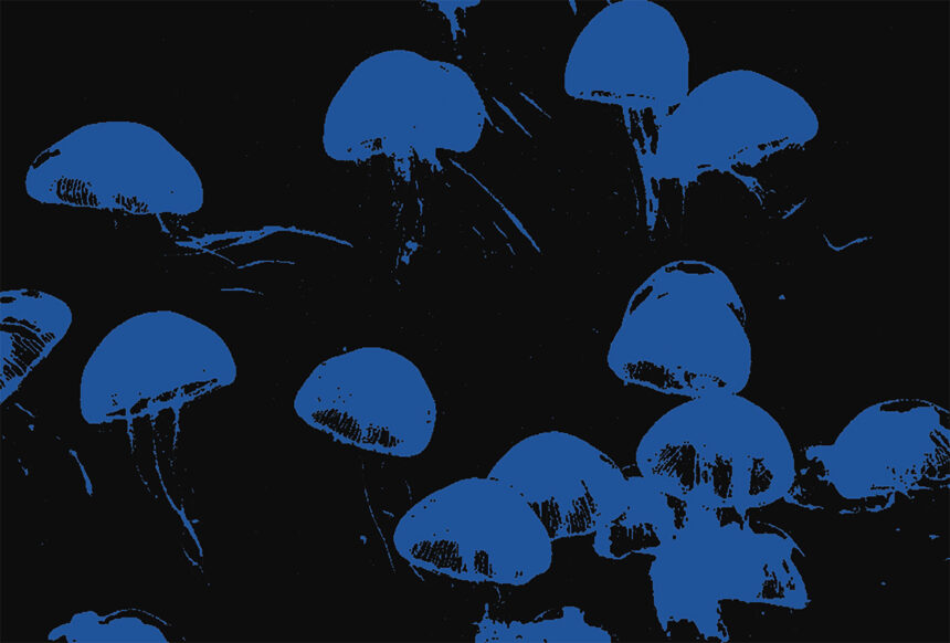 Des méduses bleu foncé sur fond noir.