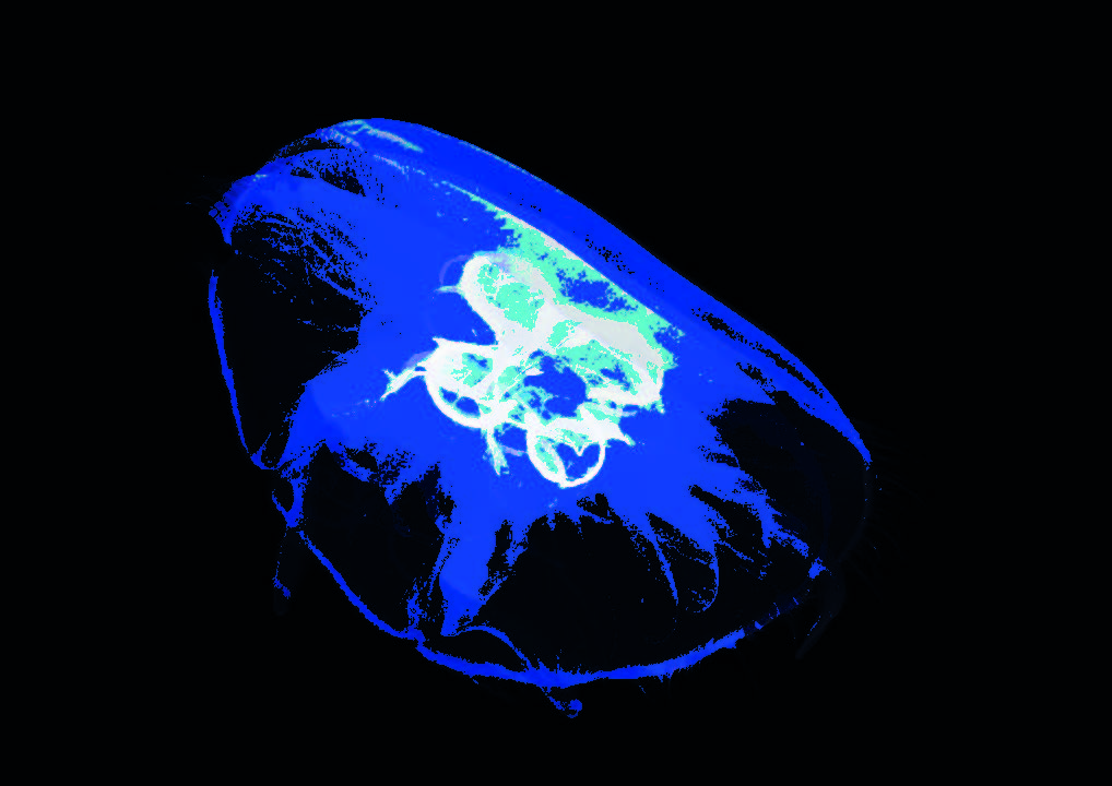 Méduse bleu foncé avec son coeur en blanc et bleu glace. Fond noir.